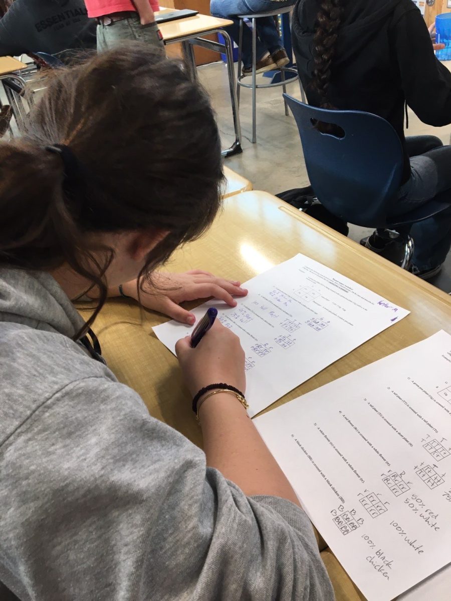 Harper Meichtry working in class in ag biology (Credit: Marysol DeSimone) 