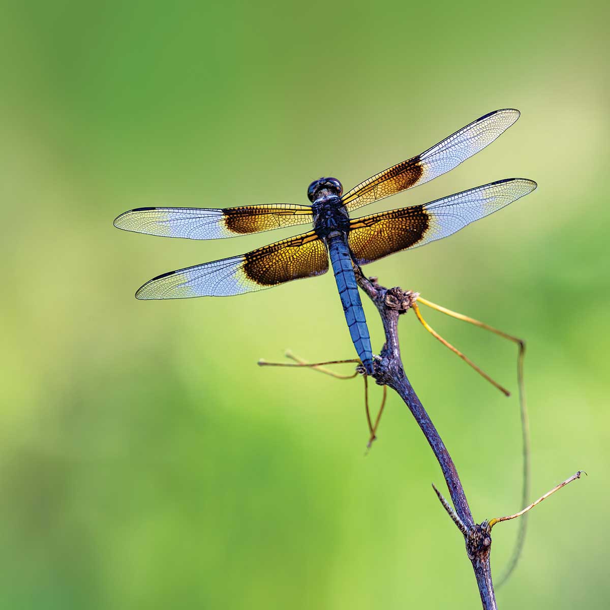 A dragonfly successfully catching its prey.
[Source:Kerry Carloy/ Texas Coop Power]
