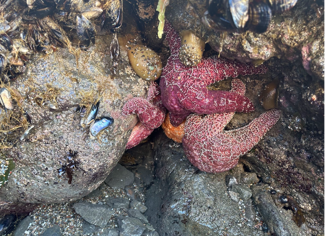 Cluster of Ochre sea stars at Hazard Reef Trail Tide pools. 