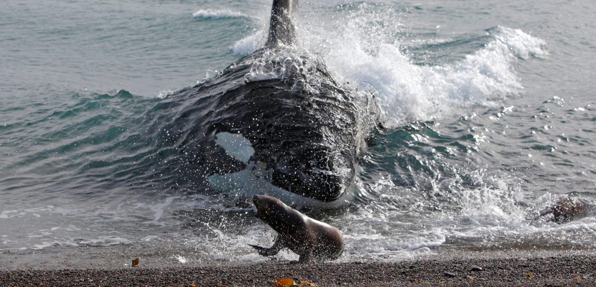Orca beached itself to catch the seal lion and drag it back into the water.
