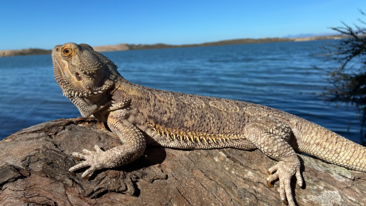 The bearded dragon that partook in the test.
