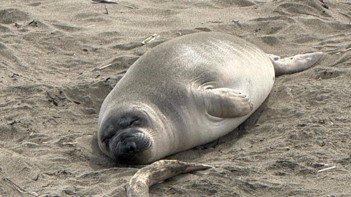 Elephant seal pup lying on a beach (Source: SLO Tribune)