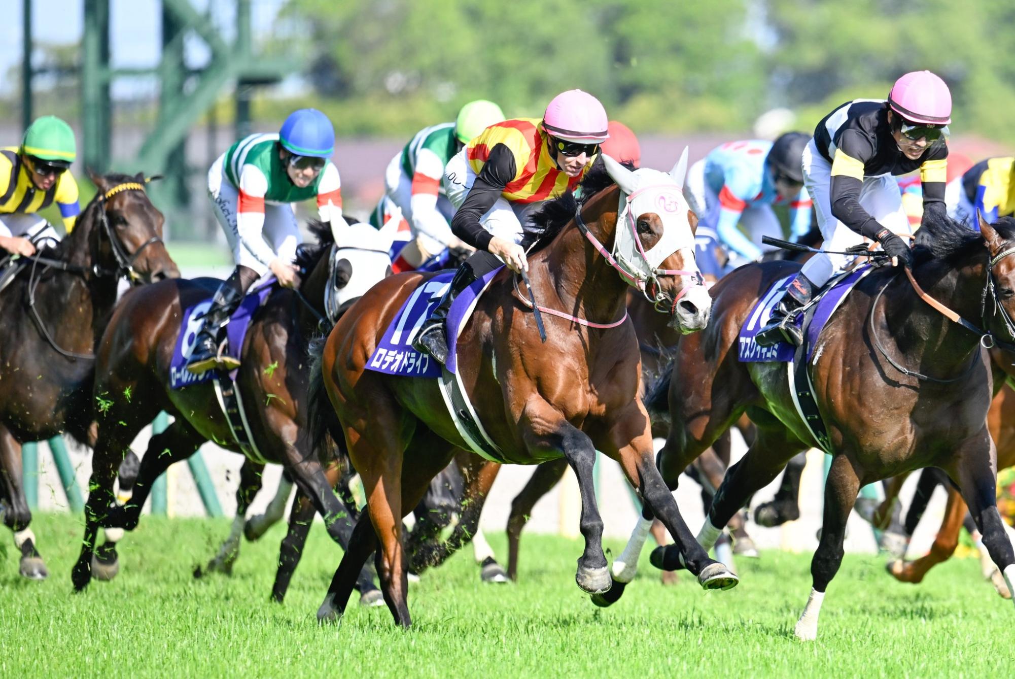 Rodeo Drive (center) runs beside Ask Ikigomi (far right) in the 2026 NHK Mile Cup. (Source: @daiyui1208 via X)